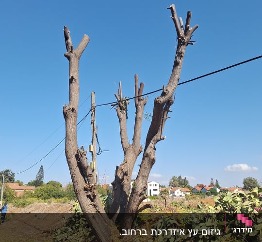 עץ גזום בשדה עם שמיים כחולים